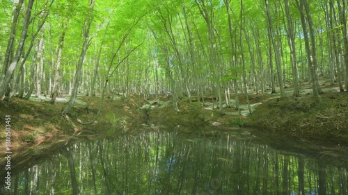 Wallpaper Mural 250508十日町市松之山美人林 Torontodigital.ca