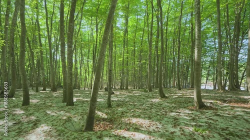 Wallpaper Mural 250508十日町市松之山美人林 Torontodigital.ca