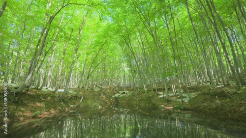 Wallpaper Mural 250508十日町市松之山美人林 Torontodigital.ca