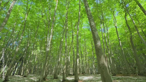 Wallpaper Mural 250508十日町市松之山美人林 Torontodigital.ca