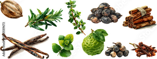 Aromatherapy and essential oil ingredients. Natural herbs, citrus, and spices watercolor illustration set