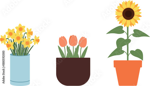 Set of three potted flower vector illustrations featuring yellow daffodils orange tulips and a tall sunflower for garden design
