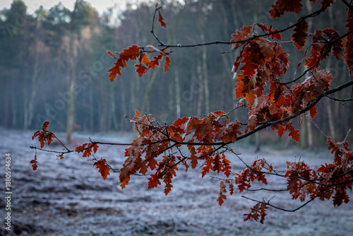 Autumn Leaves Against Frosty Woodland