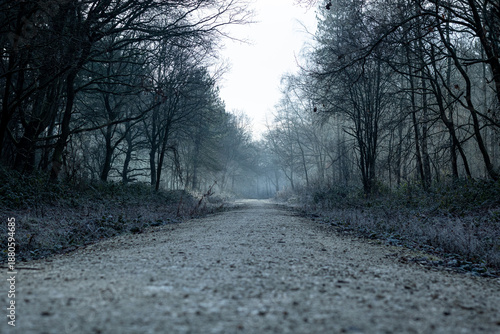 Frosty Woodland Path in Winter Light