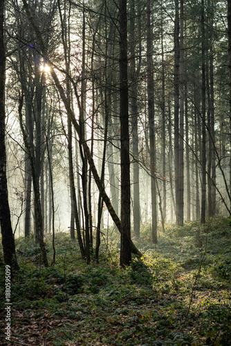 Misty Forest with Soft Winter Light