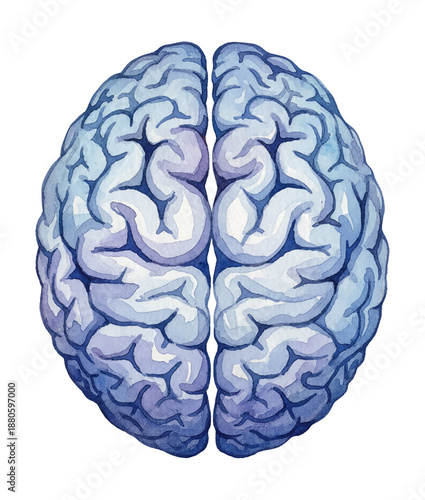Human Brain Top View Watercolor Illustration with Blue and Purple Hues Detailed Anatomical Drawing