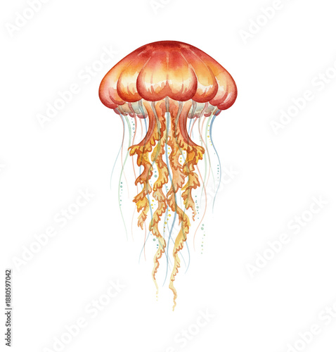 Vibrant orange and red jellyfish with flowing tentacles a beautiful watercolor marine animal illustration