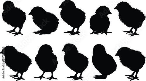 Baby chicken silhouette collection isolated on white background, cute farm chick poses, poultry animal black shadow illustration set