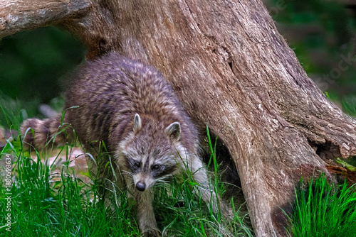 Raton-laveur dans l'herbe à côté d'une souche d'arbre, vu de face