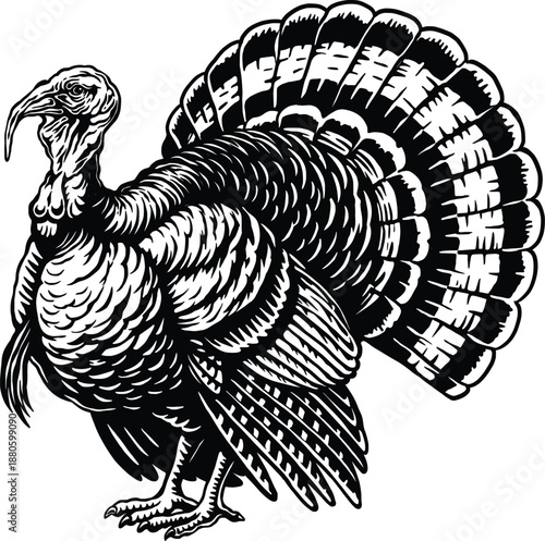 Turkey Vector Illustration Black and White