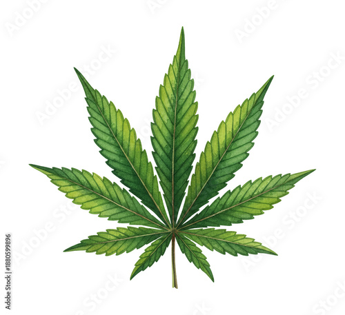 Vibrant green cannabis leaf detailed watercolor illustration of marijuana plant botany on white background