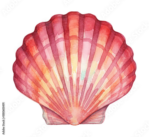 Beautiful Red Orange Yellow Scallop Seashell Watercolor Painting Isolated on White Background