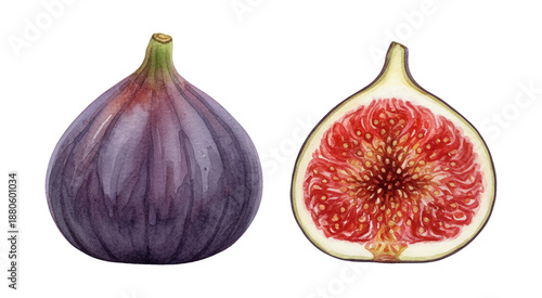Detailed watercolor illustration of a whole fig and a half fig showing red pulp and seeds