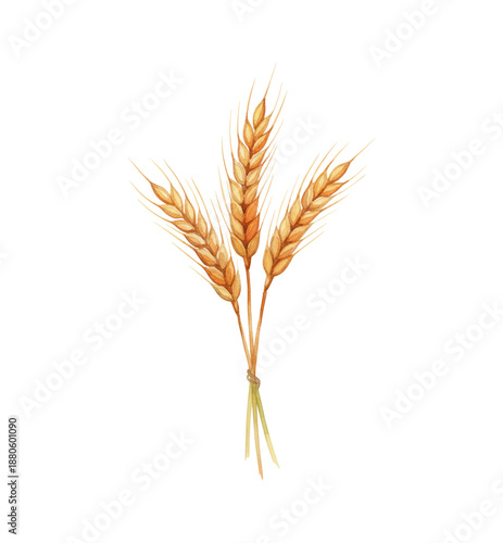 Foto Three Golden Wheat Stalks Tied Together with a Green String Harvest Crop Healthy