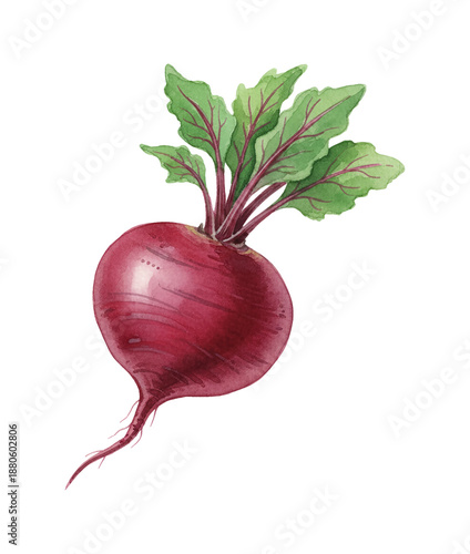 Fresh beetroot vegetable with vibrant green leaves a healthy organic root food watercolor illustration