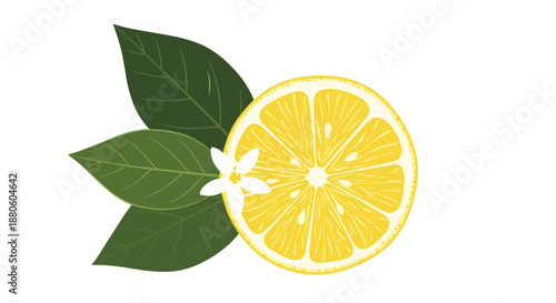 Fresh yellow lemon slice with green leaves and a white citrus blossom isolated on a plain background perfect for summer or cooking themes.