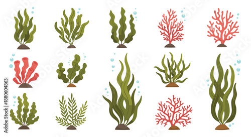 Collection of various underwater seaweed and coral species in green and red colors with small bubbles for marine life and aquarium illustrations.