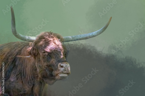 Highland Cattle Bull with Long Horns in Misty Field