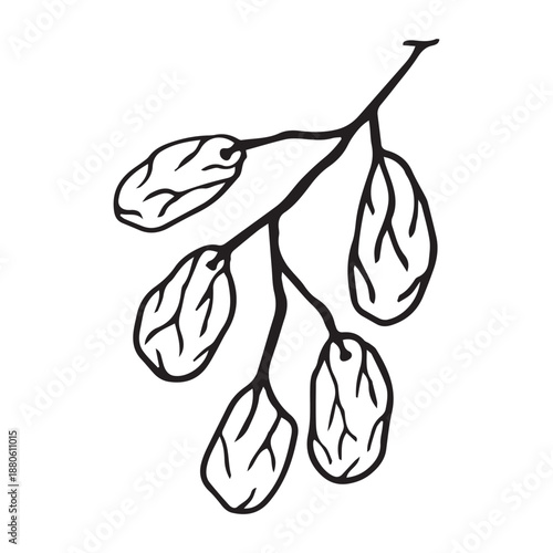 image assets of dates representing takjil during the month of Ramadan.