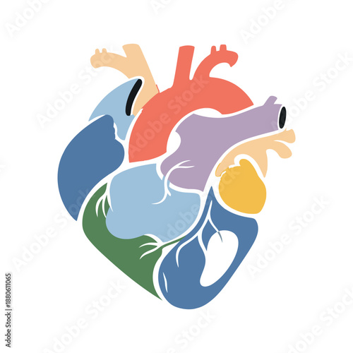 Illustrated Human Heart Anatomy Medical Vector Design