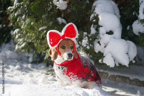 Beagle dog sitting outside in the snow, wearing big red bow on her head and red plaid costume, sunny winter weather on the background, christmas photoshoot, looking away