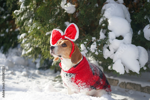 Beagle dog sitting outside in the snow, wearing big red bow on her head and red plaid costume, sunny winter weather on the background, christmas photoshoot, looking up