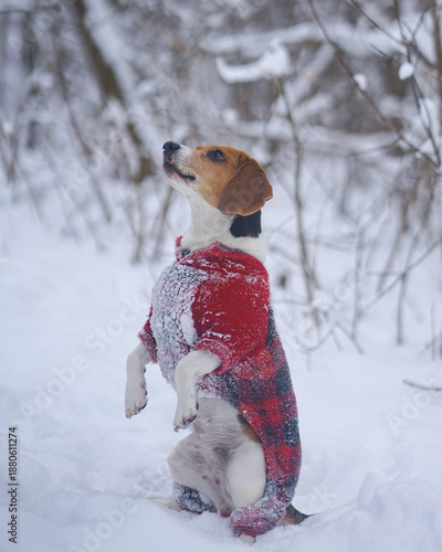 Beagle dog sitting funny, on her back legs outside in the snow, winter weather background, wearing red plaid costume 