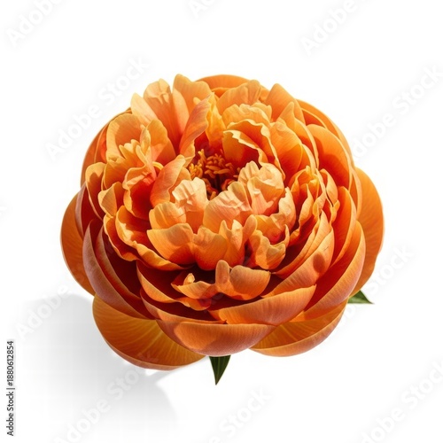 Orange Peony Bloom: A vibrant orange peony flower displays its intricate layers of petals in full bloom, offering a glimpse of natural elegance. 