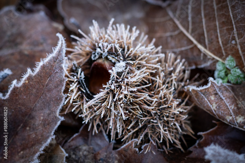 Frosted Chestnut Burr on Forest Floor