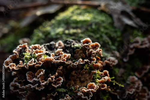 Frosted Fungi Growing on Mossy Log