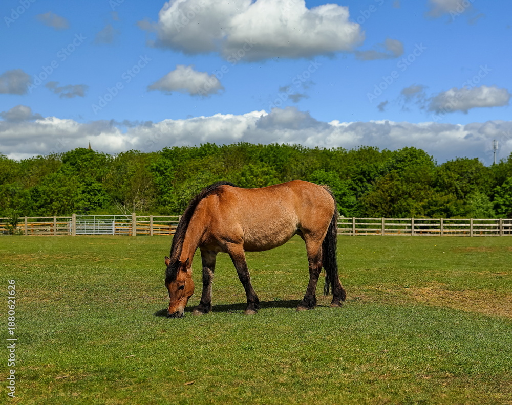 Obraz premium Brown horse grazing in a meadow