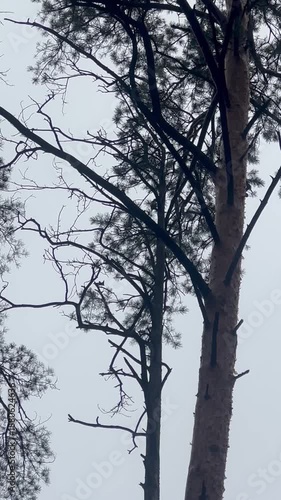 A woodpecker is beating a tree, video