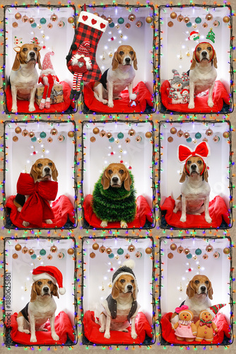 Beagle dog Christmas box photoshoot collage, christmas lights and decorations