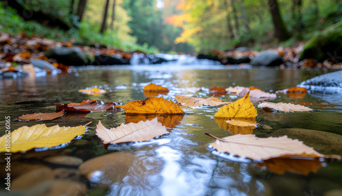 Many leaves float together in the quiet stream