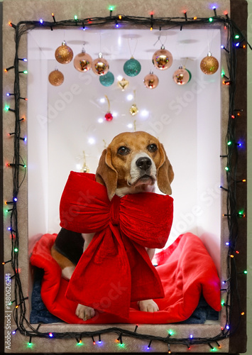 Beagle dog Christmas photoshoot wearing huge red bow tie, christmas lights and decorations