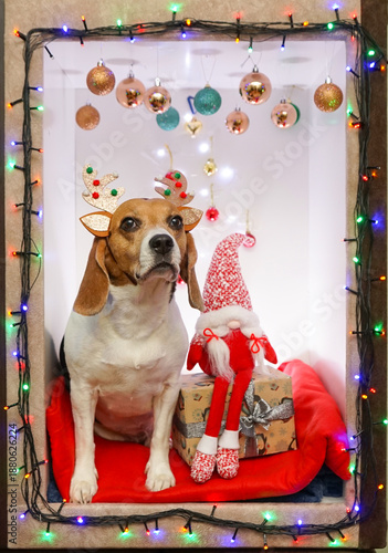 Beagle dog Christmas photoshoot wearing reindeer horns on her head, christmas lights, presents, gnome toy and decorations