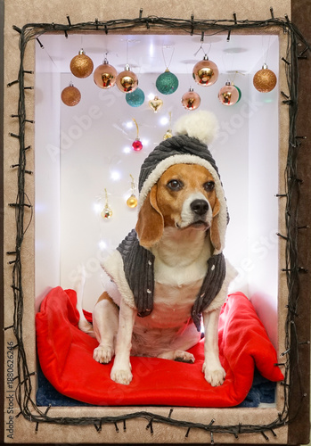 Beagle dog Christmas photoshoot wearing cute fur jacket, christmas lights and decorations