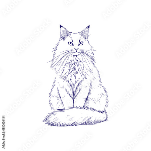 A drawing of a white cat with long fur