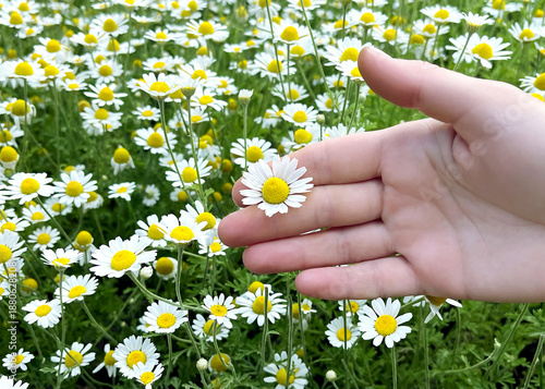 Delicate Chamomile Bloom in Hand