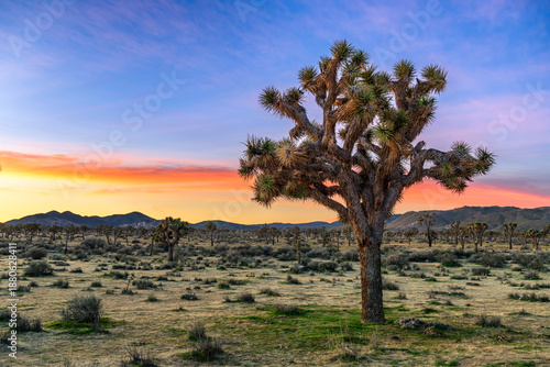Joshua tree national park