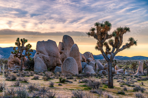 Canvastavla Joshua tree national park