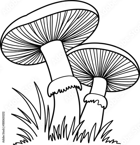 Black and white of mushrooms growing in grass fungi