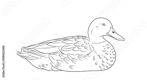 Hand drawn black and white line art of a mallard duck resting peacefully shows intricate details of its feather patterns.