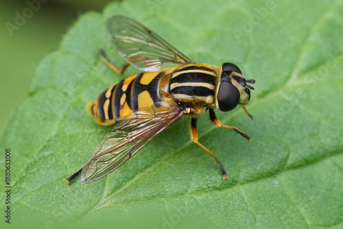Fotografia A closeup on a European Hayling Billy hoverfly, Helophilus pendulus in the garde