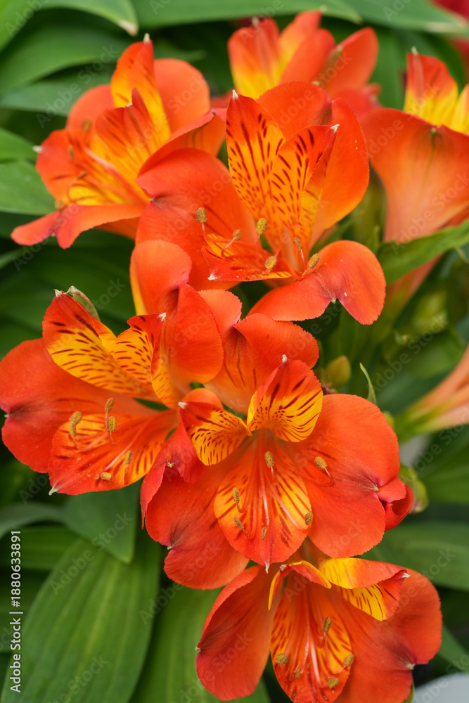 Obraz premium Vibrant Alstroemeria Blossoms: A Burst of Color and Natural Beauty in Full Bloom