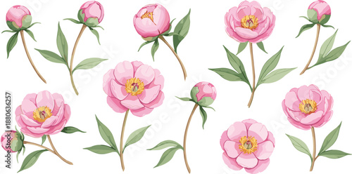 Beautiful collection of pink peony flowers and buds with green leaves isolated on white background for wedding and floral design projects.
