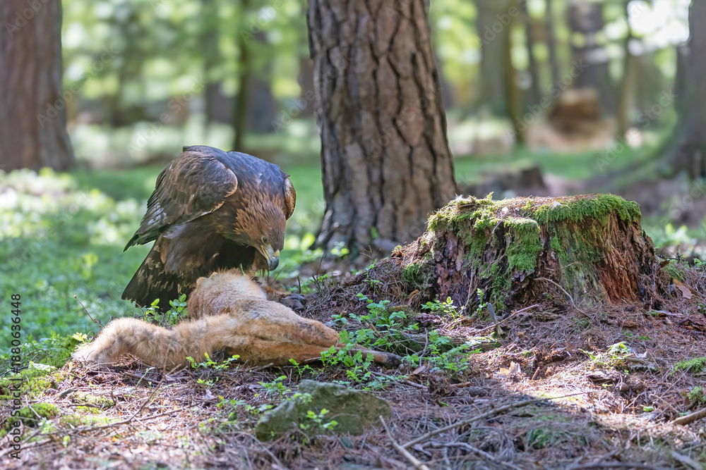 Fototapeta premium Golden eagle eats a fox it has caught in the forest. Horizontally. 
