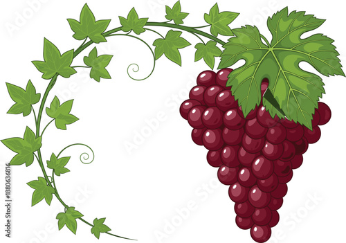 Elegant vector illustration of a ripe cluster of red grapes with a curling green vine and lush leaves isolated on white background for wine and harvest themes.