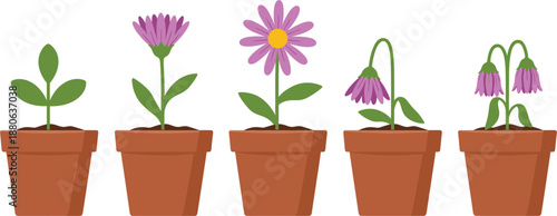 Vector illustration showing the complete life cycle of a purple daisy flower in terracotta pots from healthy green leaves to full bloom and final wilting stages.