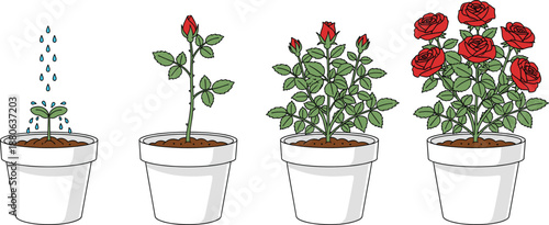 Educational vector illustration showing the growth stages of a red rose bush in white pots from seedling with water droplets to full bloom.